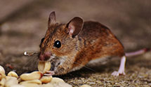 24 Hour & Emergency Exterminators in San Jose Mercury News, CA